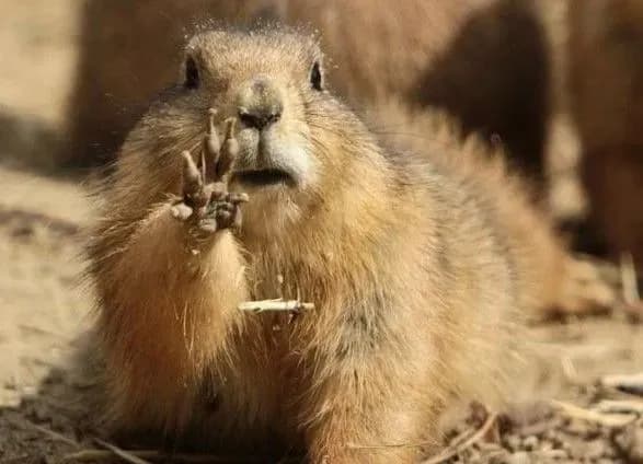 2 лютого - День бабака