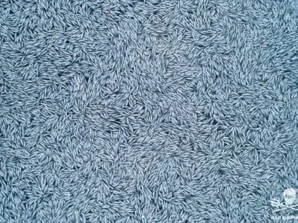 Біля узбережжя Франції судно викинуло в море 100 тисяч мертвих риб