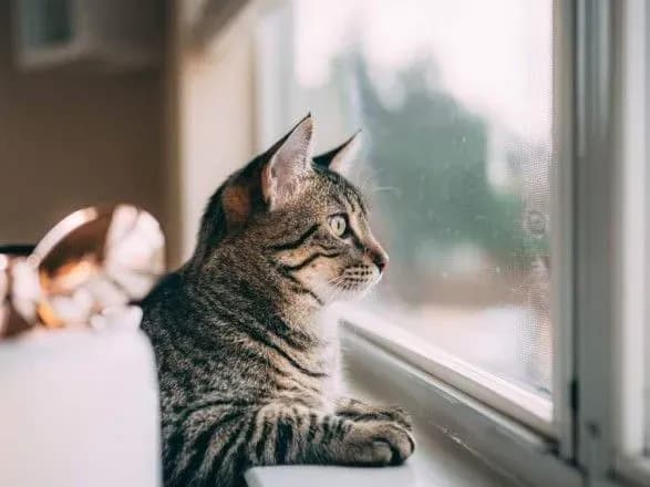 Погода: в Україні очікується потепління