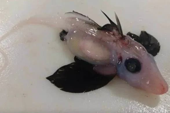 У Новій Зеландії вчені знайшли рідкісне дитинча акули-примари