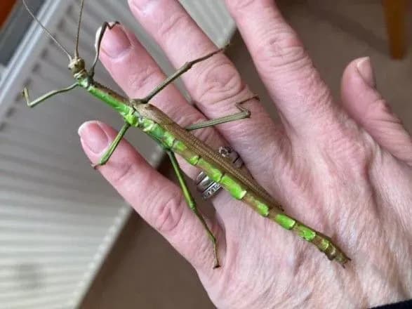 У Великій Британії знайшли комаху, яка є одночасно самкою і самцем