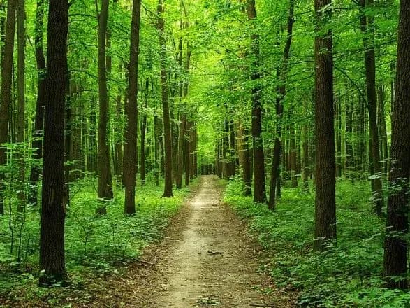 У Києві на час воєнного стану заборонили відвідувати ліси