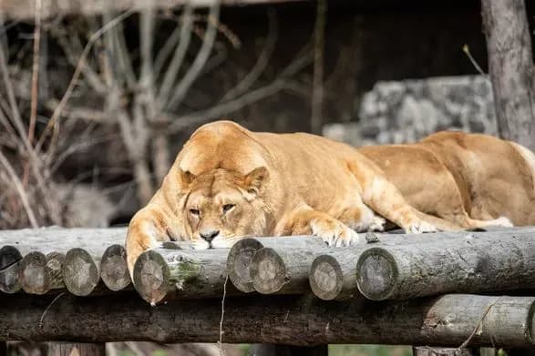 "Малюк Байрактар підріс": Київський зоопарк по-троху вертається до звичного життя