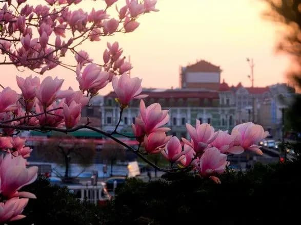 Життя продовжується попри війну: у парку Горького в Харкові розквітли магнолії