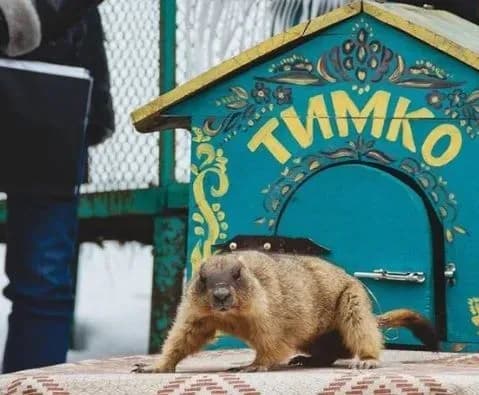 Харківський бабак-віщун Тимко опинився в окупації рф