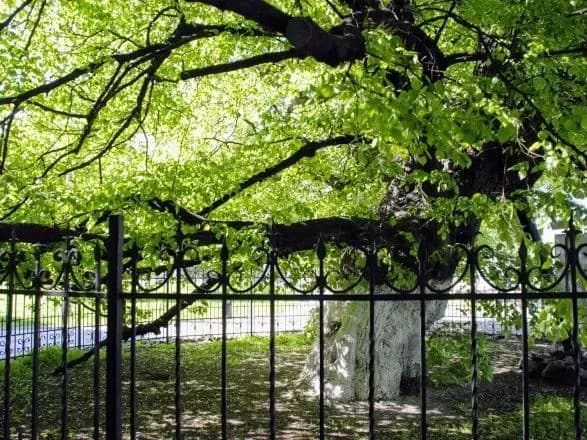 Наслідки негоди у Києві: за попередніми даними, пошкоджено стовбур липи Петра Могили