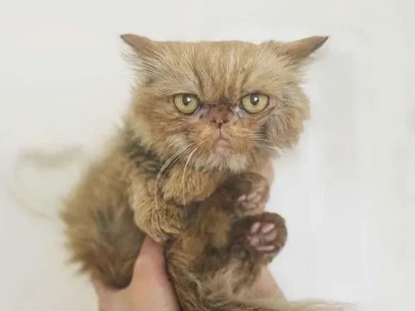 Кошка Шафа, спасенная из Бородянки, пока в больнице. Ее состояние тяжелое – соучредительница ЗооПатруля