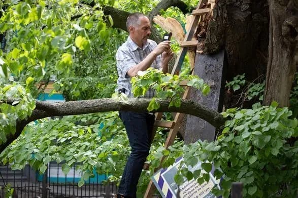 Последствия урагана: эксперты проведут санитарную обработку и фиксацию липы Петра Могилы