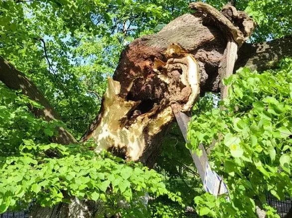 Зламав буревій: 400-річну липу Петра Могили зможуть зберегти – КМДА