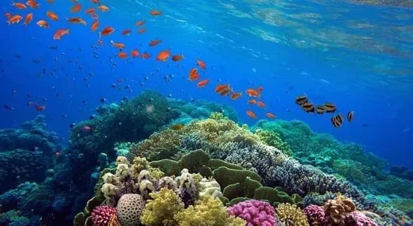 Кислотність Світового океану досягла найвищого рівня за останні 26 000 років