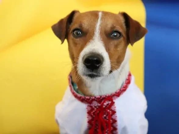 Пес-сапер Патрон змінив бронежилет на вишиванку