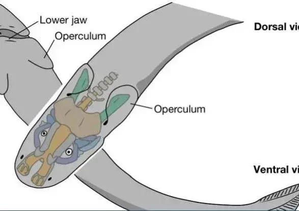 Людина знайшли несподіваного пращура – це рибоподібний вугор