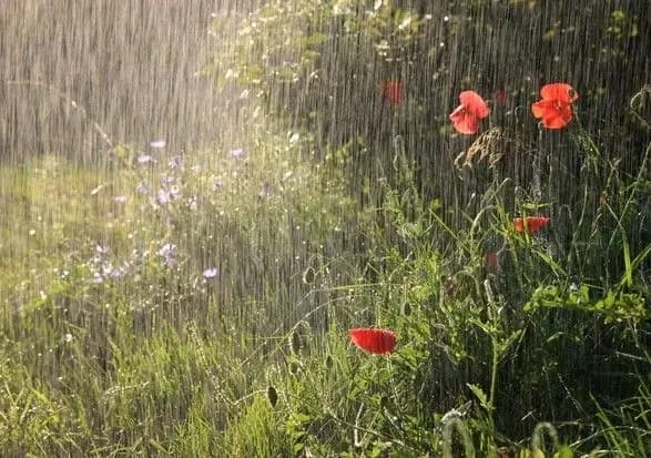 В Україну повертаються дощі: синоптики дали прогноз