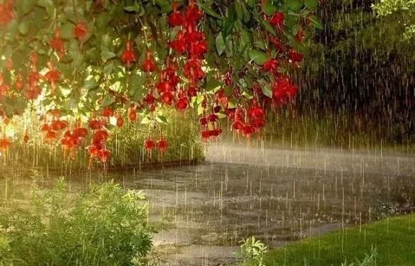 Дощ та грози: синоптики розповіли, де та коли погіршиться погода в Україні