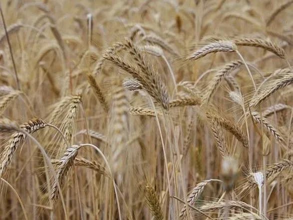 В Україні завершилася посівна і стартували жнива