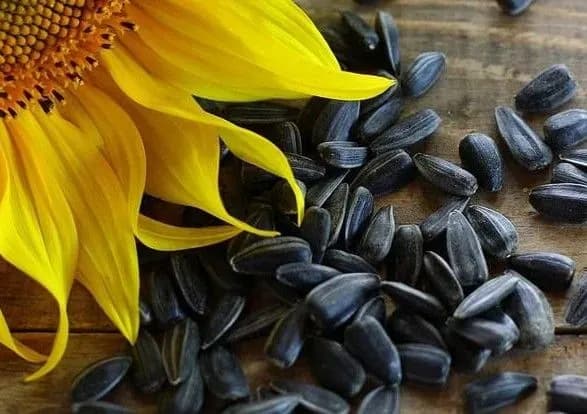 Попри скорочення посівних площ дефіциту соняшникової олії не буде - експерт