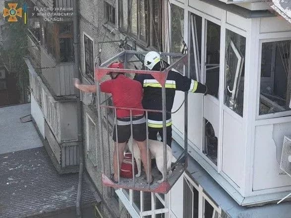 У Миколаєві зі знищеного окупантами будинку врятували лабрадора