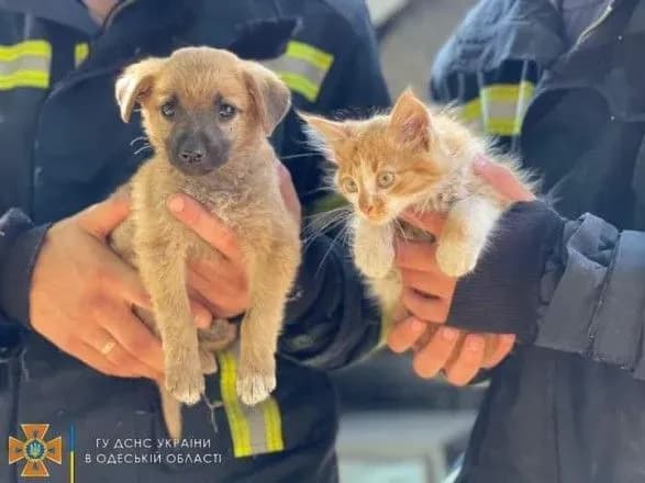 Після ракетного удару на Одещині врятували "пухнастиків": вони шукають сім’ю