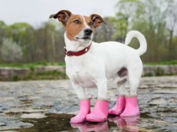 Грозові дощі та до 31° тепла: прогноз погоди на сьогодні