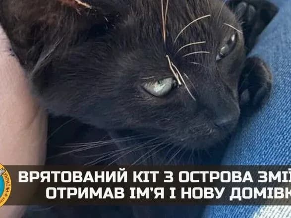 Врятований кіт з острова Зміїний отримав ім’я і нову домівку