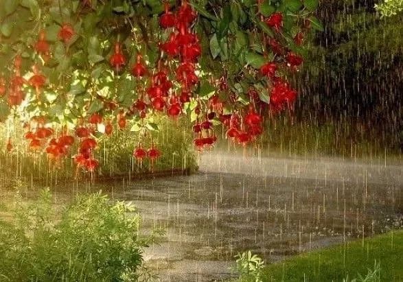 Початок серпня буде дощовим: синоптики дали прогноз