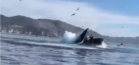 Кит проковтнув двох жінок, а потім виплюнув їх цілими та неушкодженими: відео