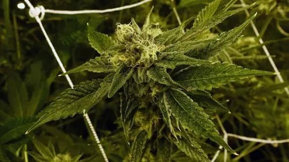 43% американцев в возрасте от 19 до 30 лет употребляют марихуану: статистика