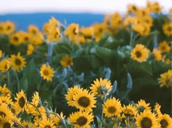 До 34° тепла та майже без опадів: прогноз погоди на сьогодні