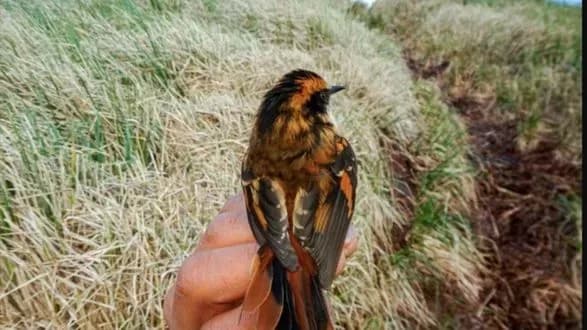 Вчені знайшли новий вид птахів вагою 16 грамів