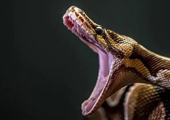 "Можуть проковтнути майже все": вчені розповіли, як пітонам вдається поглинати величезну здобич