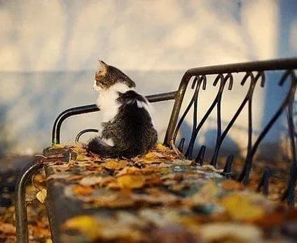 До 19° тепла та майже без дощів: прогноз погоди на сьогодні