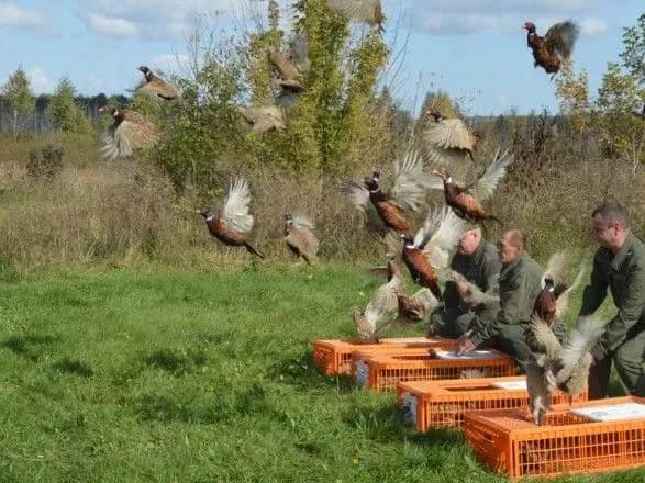 Сотню фазанів, які були вирощені на Волині випустили в дику природу