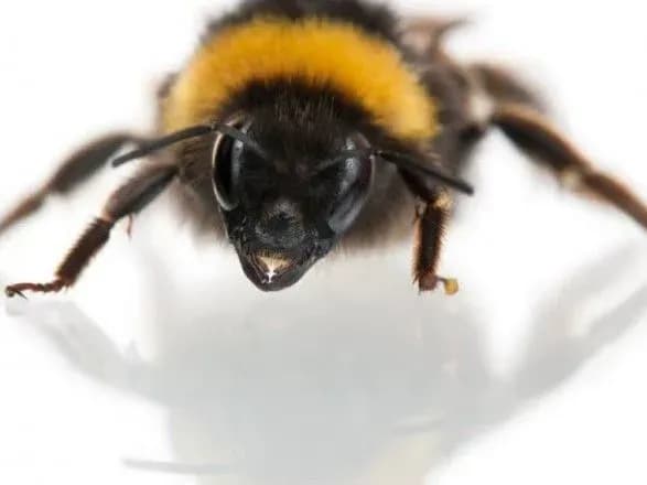 Вчені з'ясували, що комахи також люблять грати в ігри