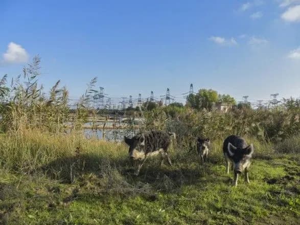 На вражеских минах возле ЗАЭС не менее 30 раз подрывались животные