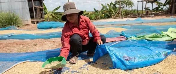 Світові ціни на продовольство у жовтні не змінилися – ООН