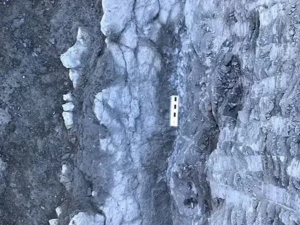 Дослідники виявили рештки великої морської черепахи, яка жила близько 83 млн років тому