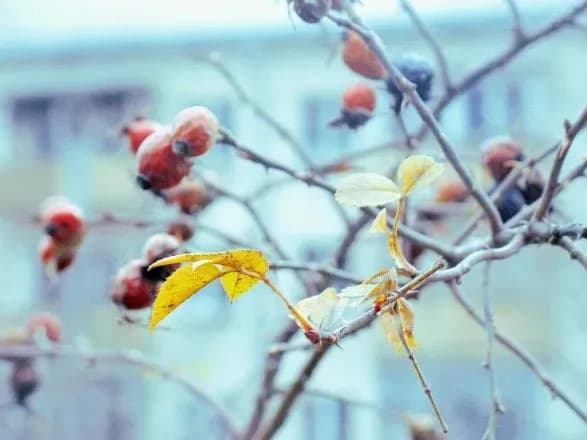 Сніг з дощем та ожеледиця: прогноз погоди на сьогодні
