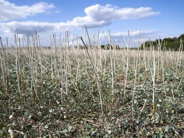 У світі спостерігається нестача прісної води – 72% ресурсу споживає сільське господарство