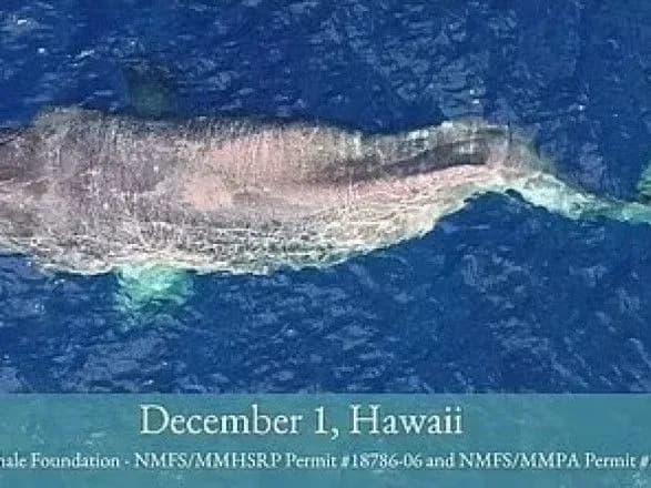 Самка горбатого кита зі зламаним хребтом подолала близько 5 000 км