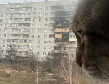 Кіт-блогер Степан повернувся до Харкова