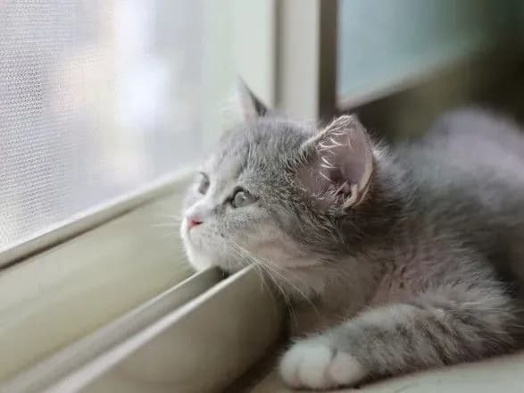 Під кінець року йде відлига: синоптики дали прогноз