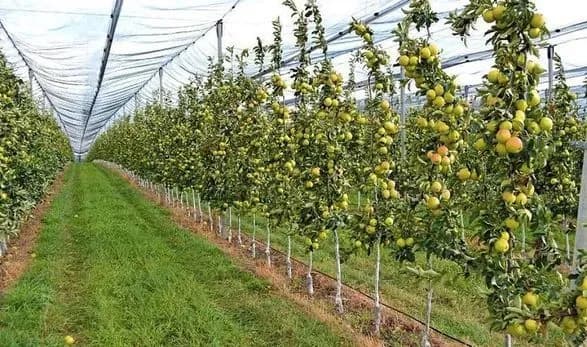 Мінагрополітики погодило торік грантів на 378 млн грн для садів та теплиць