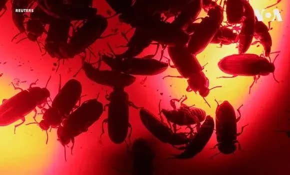 В зоопарке в США можно скормить "бывшего" животным на 14 февраля