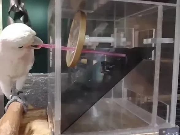 Какаду прошли тест, который ранее успешно сдали шимпанзе