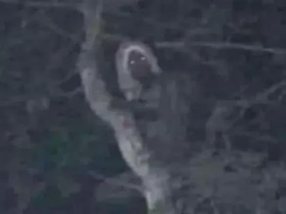 Президент Мексики поділився фотодоказом існування лісового ельфа