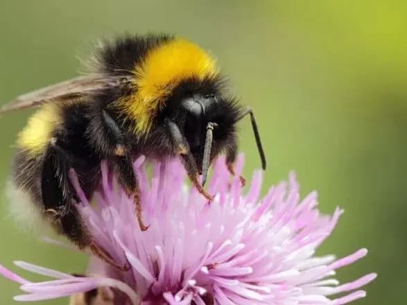 Джмелі можуть вчитися вирішувати головоломки, спостерігаючи за іншими комахами