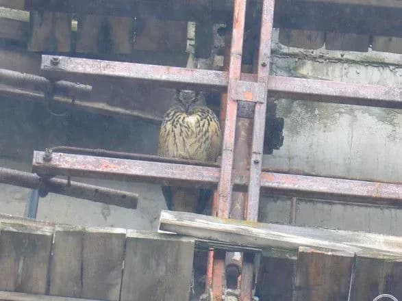 У зоні відчуження помітили рідкісного хижого птаха