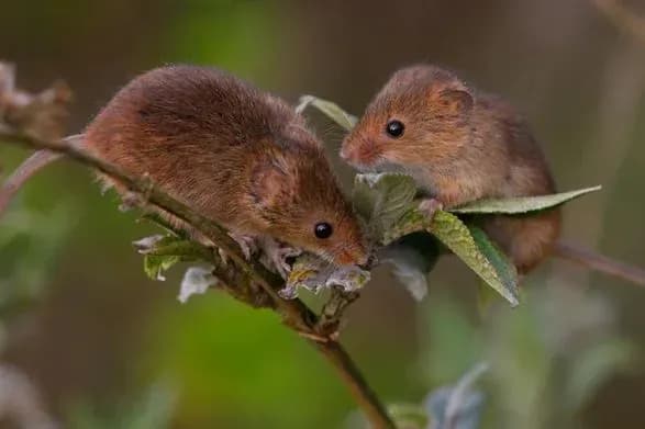 Вчені створили яйцеклітини з чоловічих клітин миші