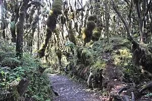 Вчені: природа в небезпеці через стрімке вимирання гірських лісів