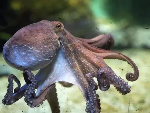 Перша у світі ферма з вирощування восьминогів стривожила вчених